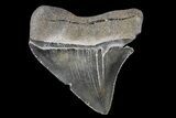 Serrated, Juvenile Megalodon Tooth #74179-1